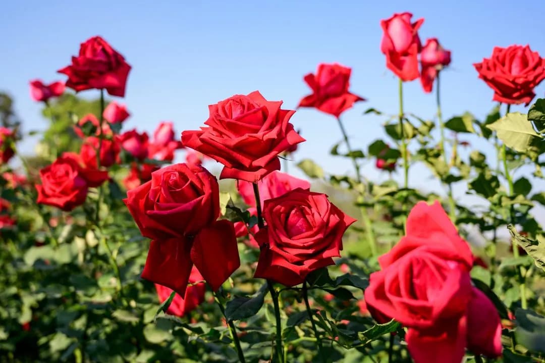 Rose 2